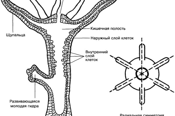 Кракен актуальные ссылки на сегодня