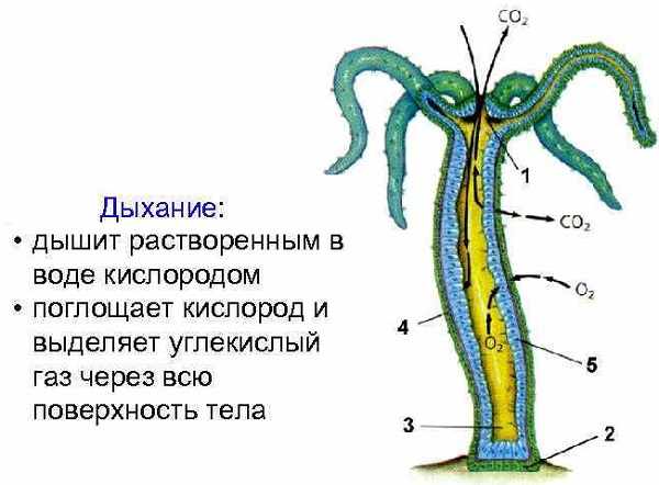 Кракен что это такое маркетплейс